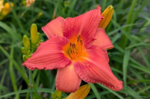 Hemerocallis „Laura” - liliowiec
