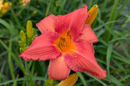 Hemerocallis „Laura”, fot. AS