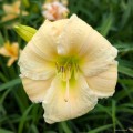 Hemerocallis „EveryDaylily Cream”, fot. AS