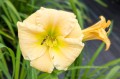 Hemerocallis „EveryDaylily Cream”, fot. AS