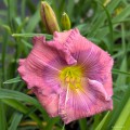 Hemerocallis „Lavender Blue Baby”, fot. AS