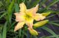 Hemerocallis „EveryDaylily Pink Cream”, fot. AS