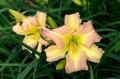 Hemerocallis „EveryDaylily Pink Cream”, fot. AS