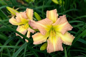 Hemerocallis „EveryDaylily Pink Cream” - liliowiec
