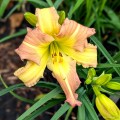 Hemerocallis „EveryDaylily Pink Cream”, fot. AS