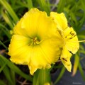 Hemerocallis "Burnished Ruffles", fot. AS