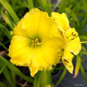 Hemerocallis „Burnished Ruffles” - liliowiec