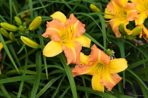 Hemerocallis „EveryDaylily Punch Yellow” - liliowiec 