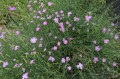 Dianthus campestris, fot. AS