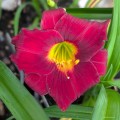 Hemerocallis "Gipsy Turtle", fot. AS