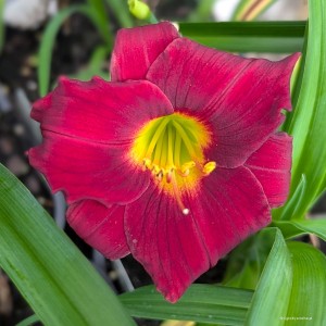 Hemerocallis „Gipsy Turtle” - liliowiec