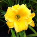 Hemerocallis "EveryDayLily Gold", fot. AS