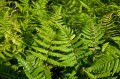 Dryopteris lepidopoda, fot. AS