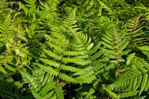 Dryopteris lepidopoda, fot. AS