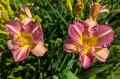 Hemerocallis "Pitoya Icefall", fot. AS