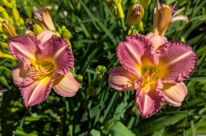 Hemerocallis „Pitoya Icefall” - liliowiec
