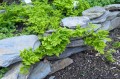 Gymnocarpium dryopteris, fot. AS