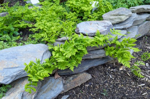 Gymnocarpium dryopteris, fot. AS