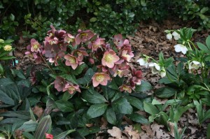  Helleborus × ballardiae "HGC® Merlin" - ciemiernik