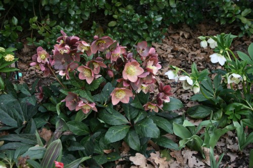 Helleborus × ballardiae "HGC® Merlin", fot. dzięki uprzejmości HEUGER
