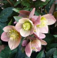 Helleborus × ballardiae "HGC® Merlin", fot. dzięki uprzejmości HEUGER