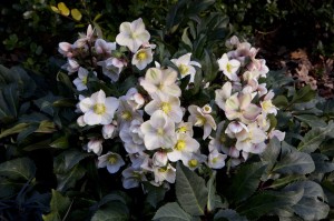 Helleborus x ericsmithii HGC® "Shooting Star" - ciemiernik