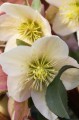 Helleborus × ballardiae "HGC® Cinnamon Snow", fot. dzięki uprzejmości HEUGER