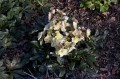 Helleborus × ballardiae "HGC® Cinnamon Snow", fot. dzięki uprzejmości HEUGER