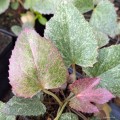 Helleborus "Mount  Nebo", fot. AS