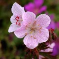 Geranium "Marshmallow", fot. DP