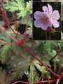 Geranium "Marshmellow", fot. DP