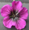 Geranium psilostemon "Sandrine", fot. DP