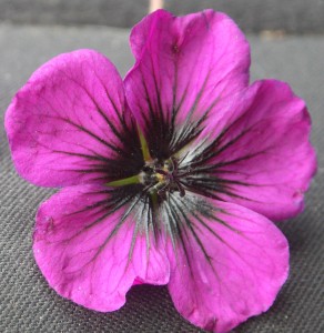 Geranium psilostemon „Sandrine” - bodziszek armeński