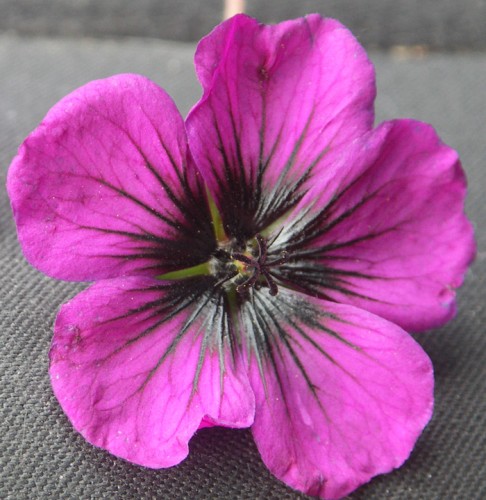 Geranium psilostemon "Sandrine", fot. DP
