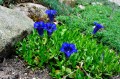 Gentiana