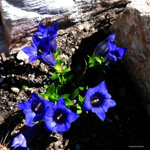 Gentiana