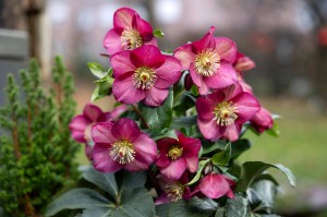 Helleborus "HGC® Ice Breaker Ruby"® - ciemiernik