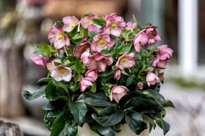 Helleborus "HGC® Ice Breaker Rosy"® - ciemiernik