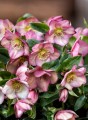 Helleborus "HGC® Ice Breaker Rosy"®, fot. dzięki uprzejmości HEUGER