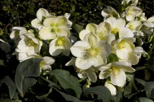 Helleborus "HGC® Ice Breaker Max"® - ciemiernik