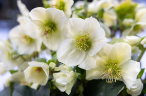 Helleborus "HGC® Ice Breaker Lemony"® - ciemiernik