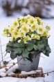 Helleborus "HGC® Ice Breaker Lemony"®, fot. dzięki uprzejmości HEUGER