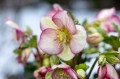 Helleborus "HGC® Ice Breaker Bonny"®, fot. dzięki uprzejmości HEUGER