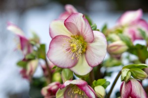 Helleborus "HGC® Ice Breaker Bonny"® - ciemiernik