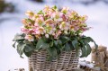 Helleborus "HGC® Ice Breaker Bonny"®, fot. dzięki uprzejmości HEUGER