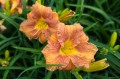 Hemerocallis „EveryDaylily Bronze”, fot. AS