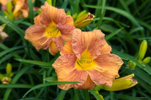 Hemerocallis „EveryDaylily Bronze”, fot. AS