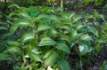 Polygonatum odoratum „Byakko”, fot. AS