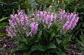Salvia "Pretty In Pink", fot. AllP