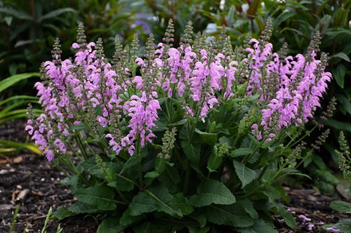 Salvia "Pretty In Pink", fot. AllP